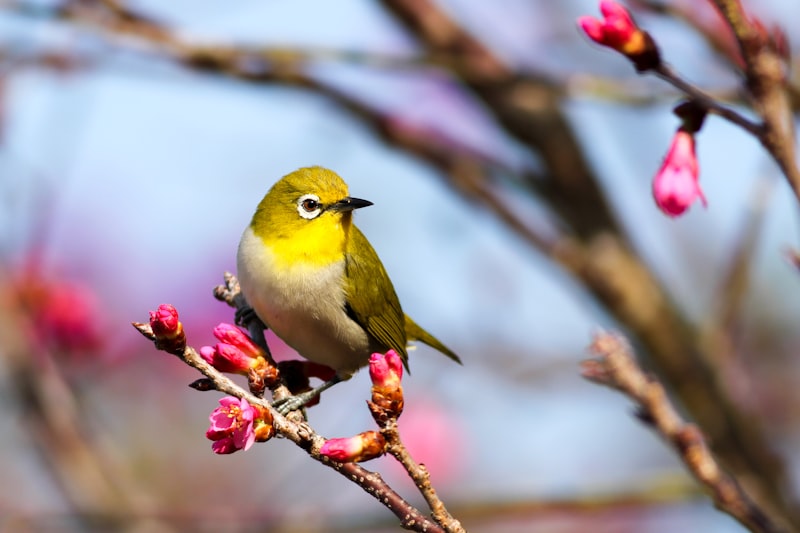 Port Aransas Birding Center
